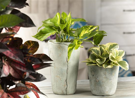 Efeutute - unkompliziert und anfängerfreundlich Efeutute - unkompliziert und anfängerfreundlich