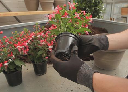 Fuchsien - Einpflanzen in ein Gefäß Fuchsien - Einpflanzen in ein Gefäß