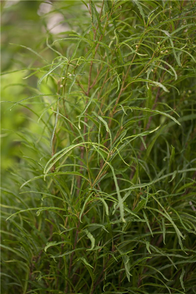 Farnblättriger Faulbaum 'Fine Line'® Farnblättriger Faulbaum 'Fine Line'®