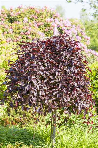 Schwarzrote Hängebuche 'Purpurea Pendula' Schwarzrote Hängebuche 'Purpurea Pendula'