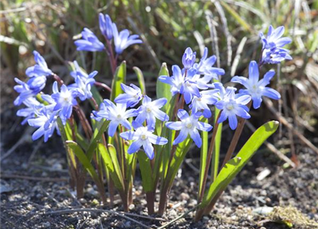 Blumenzwiebeln im Steingarten – So gelingt die Farbenpracht Blumenzwiebeln im Steingarten – So gelingt die Farbenpracht