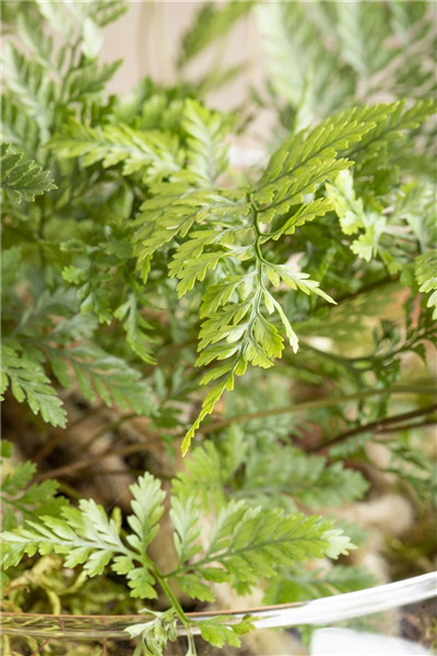 Hasenpfotenfarn Hasenpfotenfarn