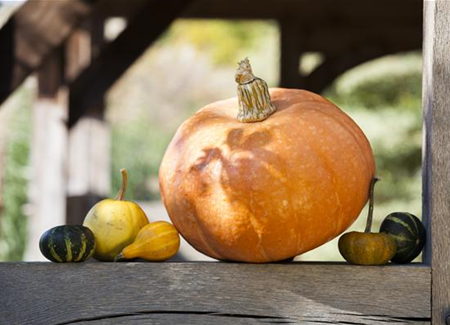 Kürbisernte Kürbisernte