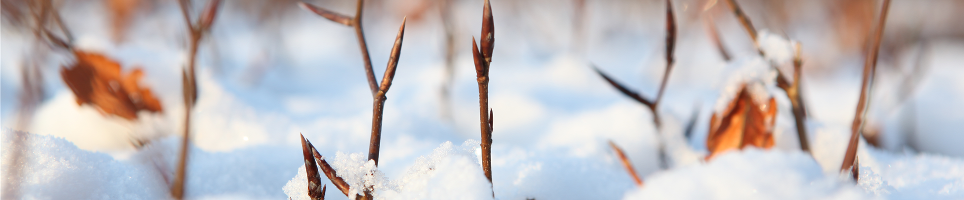 Winterhecke