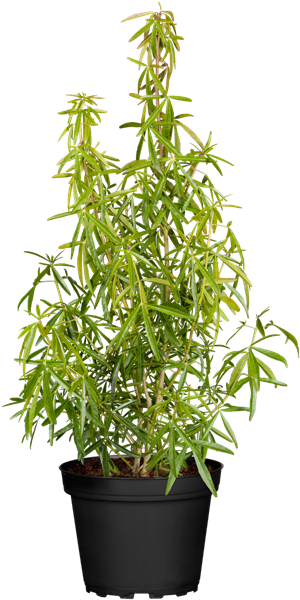 Orangenblume 'Aztec Pearl' Orangenblume 'Aztec Pearl'