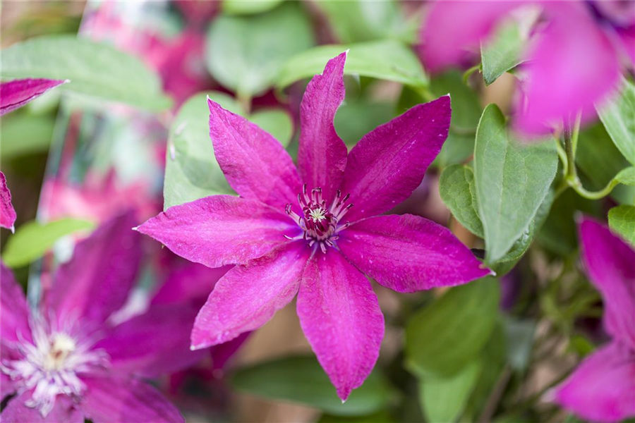 Waldrebe 'Rüütel' (Großblumige Hybride)