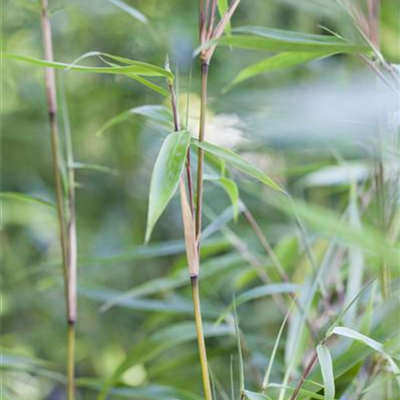 Muriel Schirmbambus Muriel Schirmbambus