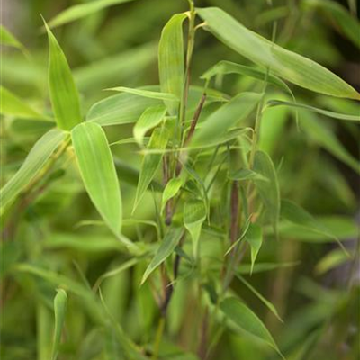 Gartenbambus 'Deep Forest'®(s) Gartenbambus 'Deep Forest'®(s)