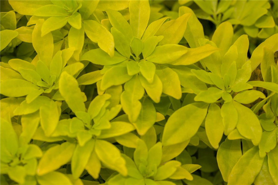 Orangenblume 'Sundance'® Orangenblume 'Sundance'®