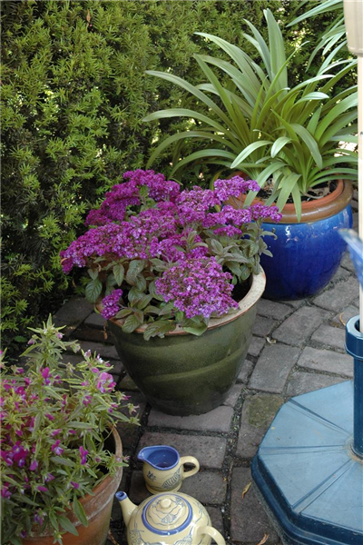 Vanilleblume Vanilleblume