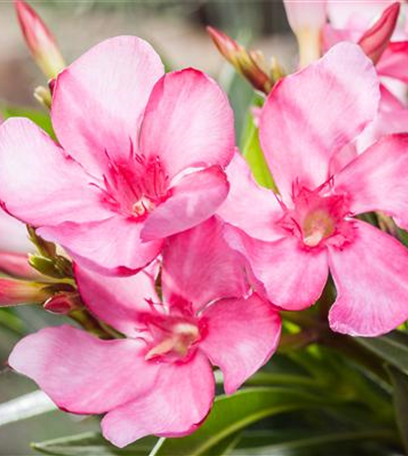 Den Garten winterfest machen