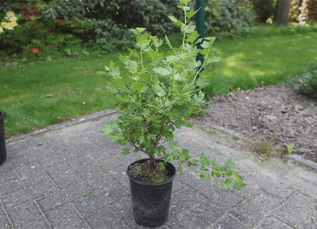 Stachelbeere - Einpflanzen im Garten Stachelbeere - Einpflanzen im Garten