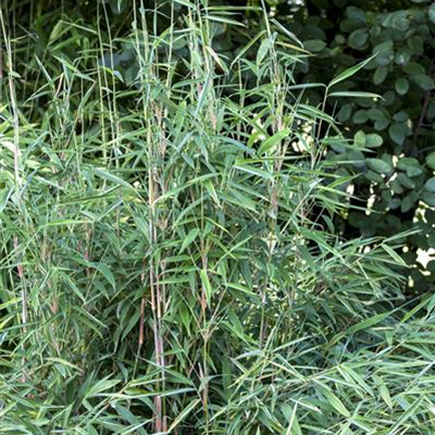 Drachenschuppenbambus Drachenschuppenbambus