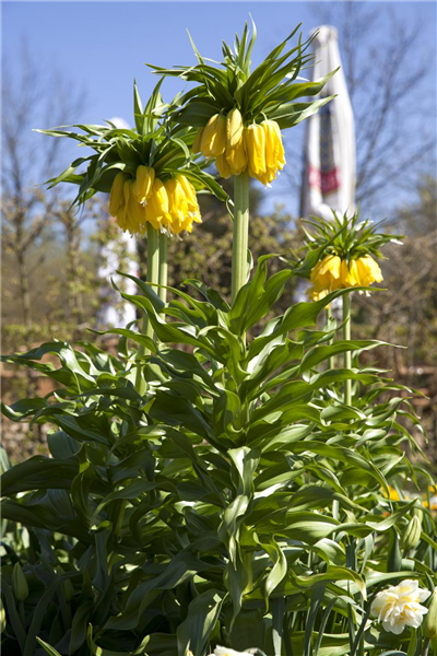 Garten-Kaiserkrone 'Maxima Lutea' Garten-Kaiserkrone 'Maxima Lutea'