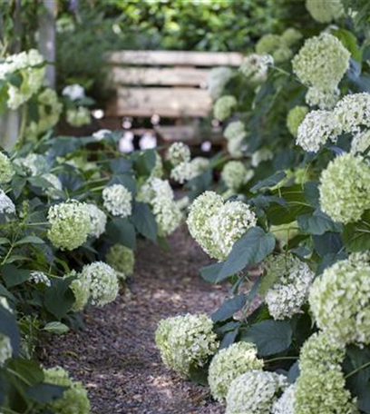 Hortensien im Garten: Pflegen, schneiden und überwintern