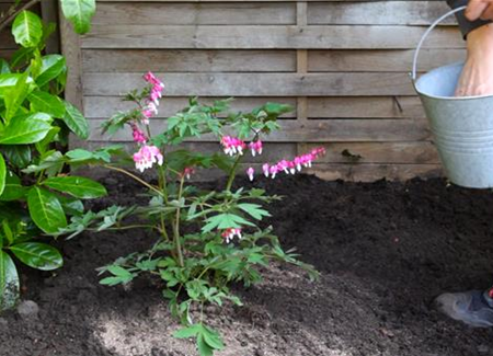 Tränendes Herz - Einpflanzen im Garten Tränendes Herz - Einpflanzen im Garten
