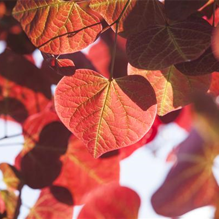 Igelheim, Dünger und Co.: überschüssiges Laub sinnvoll einsetzen Igelheim, Dünger und Co.: überschüssiges Laub sinnvoll einsetzen