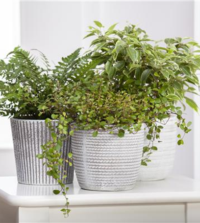 Ein Dschungel im Drahtkorb