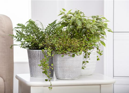 Ein Dschungel im Drahtkorb Ein Dschungel im Drahtkorb