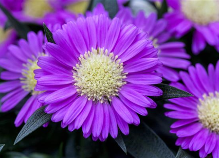 Astern – Die Stars in Ihrem Garten Astern – Die Stars in Ihrem Garten