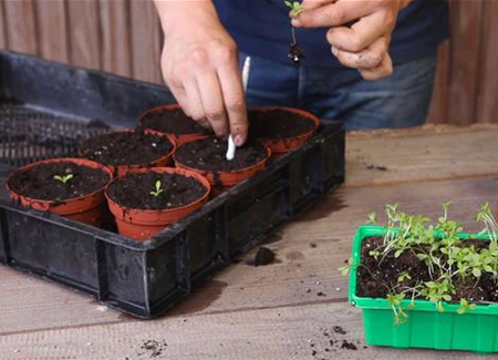 Zwergastern - Pikieren Zwergastern - Pikieren