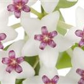 Hoya bella