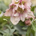 Helleborus orientalis