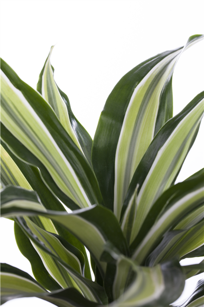 Dracaena deremensis, Drachenbaum