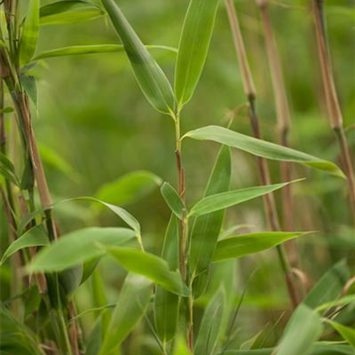 Gartenbambus 'Super Jumbo'(s) Gartenbambus 'Super Jumbo'(s)