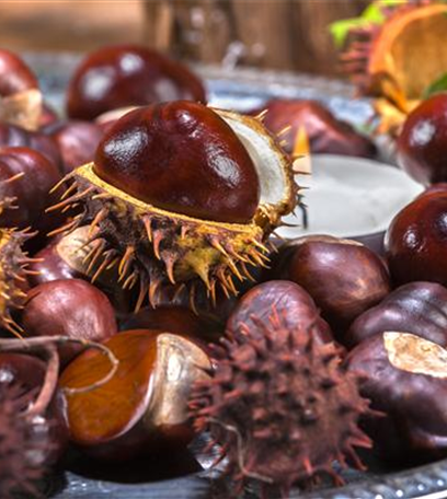 Rund um die Kastanie 