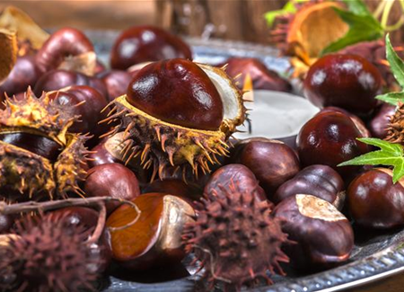 Rund um die Kastanie  Rund um die Kastanie