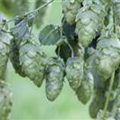 Humulus lupulus