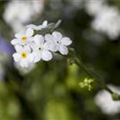 Myosotis sylvatica 'Snowsylva'
