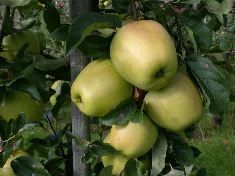 Apfel 'Glockenapfel' Apfel 'Glockenapfel'