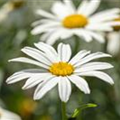 Leucanthemum x superbum 'Gruppenstolz'
