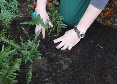 Farn - Teilen und Vermehren Farn - Teilen und Vermehren