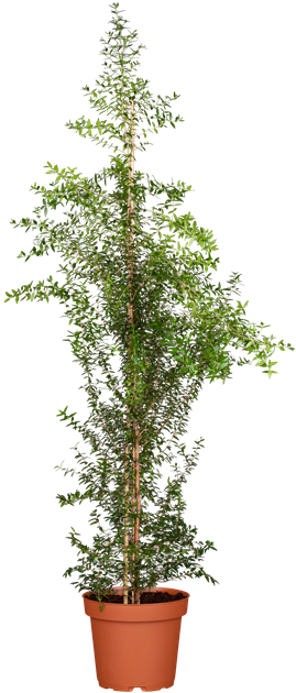 Myrtus communis, Brautmyrte