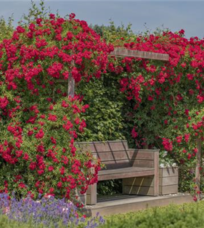 Kletterpflanzen und Schlingpflanzen im Garten