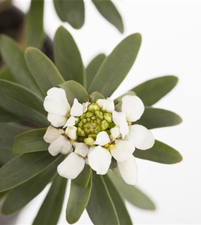 Die Schleifenblume – ein wahres Mauerblümchen