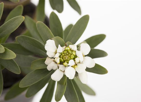 Die Schleifenblume – ein wahres Mauerblümchen Die Schleifenblume – ein wahres Mauerblümchen