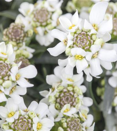 Die Schleifenblume – ein wahres Mauerblümchen