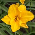 Hemerocallis 'Chopin'
