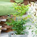Nandina domestica 'Magical® Lemon-Lime'