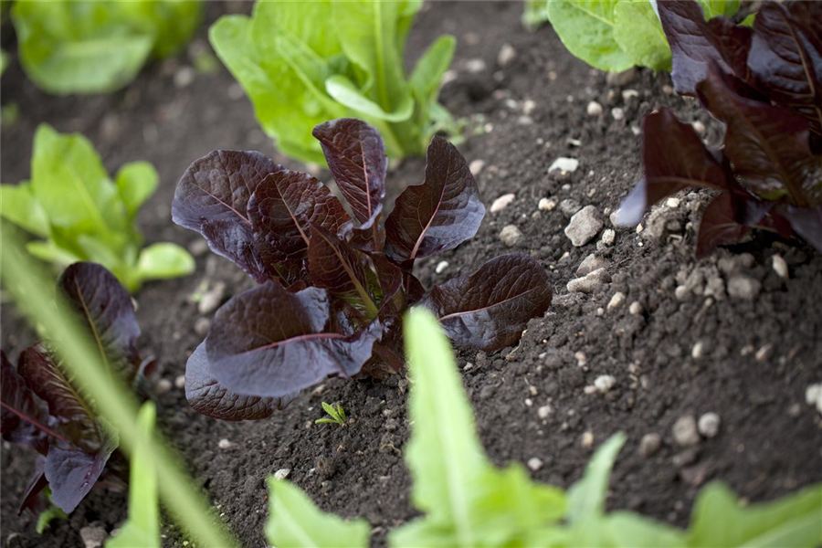 Gartensalat Gartensalat