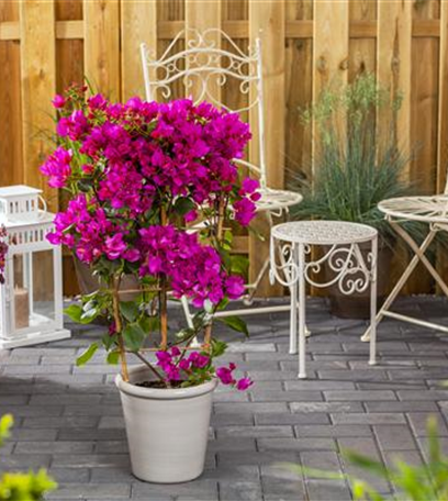 Schutz und Pflege vor dem Winter – der Garten im Herbst