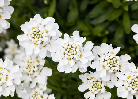 Die immergrüne Schleifenblume – Farbe garantiert Die immergrüne Schleifenblume – Farbe garantiert