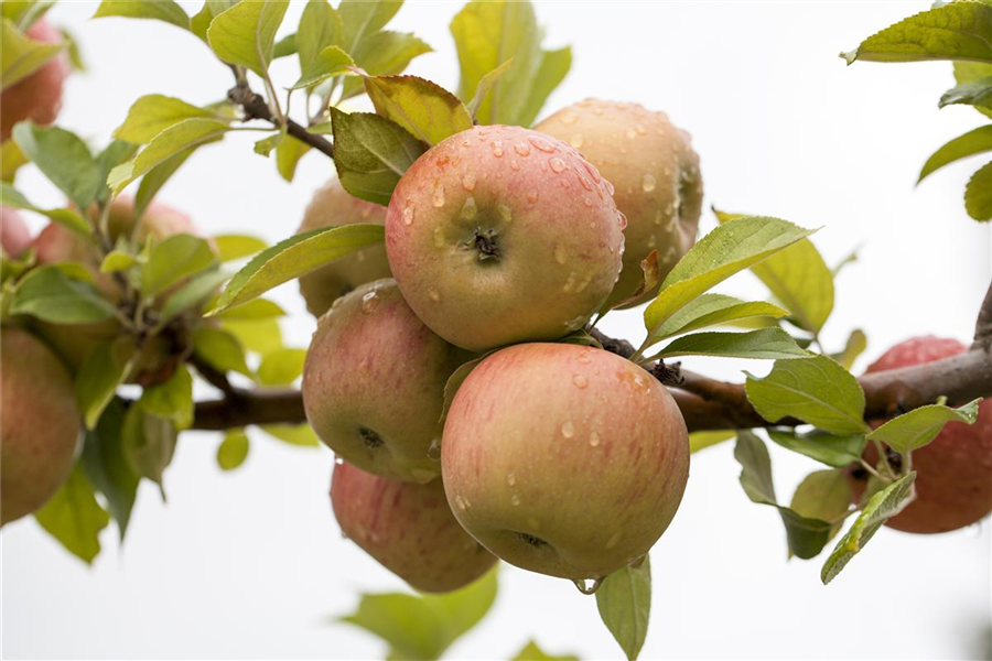 Winterapfel 'Goldparmäne' Winterapfel 'Goldparmäne'