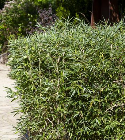 Bambus – das exotische Multitalent im Garten