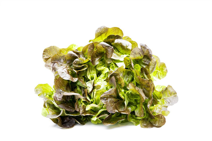Eichblattsalat Eichblattsalat