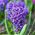 Hyacinthus orientalis 'Blue Pearl'